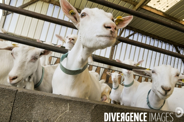 Animaux : élevage de chèvres. Animals : Goat farming.