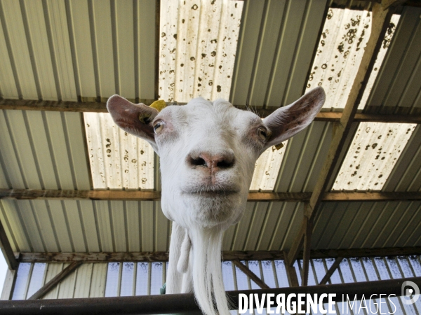 Animaux : élevage de chèvres. Animals : Goat farming.