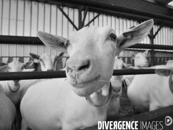 Animaux : élevage de chèvres. Animals : Goat farming.