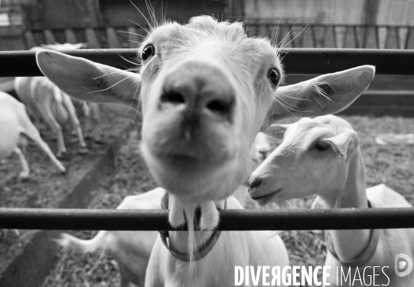 Animaux : élevage de chèvres. Animals : Goat farming.