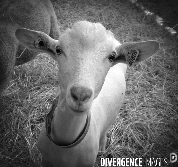 Animaux : élevage de chèvres. Animals : Goat farming.