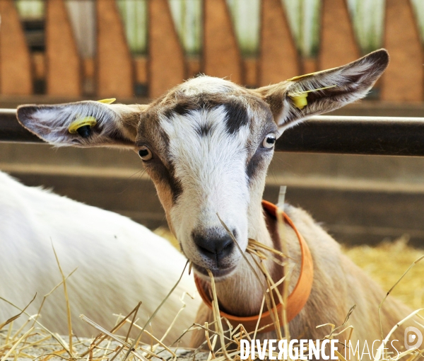 Animaux : élevage de chèvres. Animals : Goat farming.