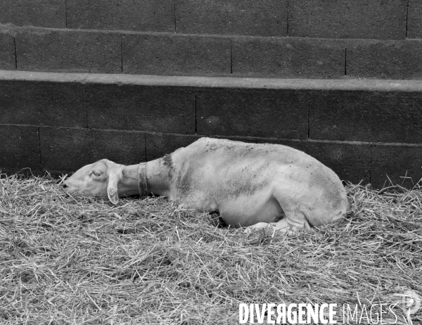 Animaux : élevage de chèvres . Animals : Goat farming.