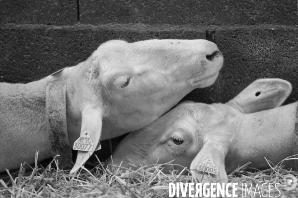 Animaux : élevage de chèvres . Animals : Goat farming.