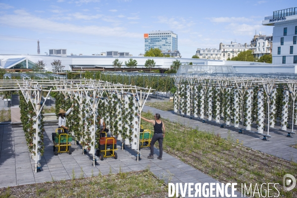 Agriculture urbaine dans paris.