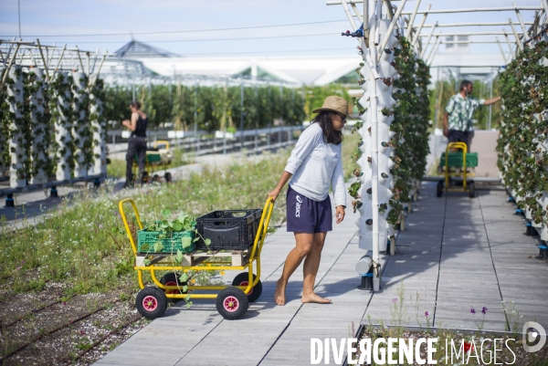 Agriculture urbaine dans paris.