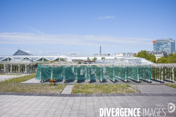 Agriculture urbaine dans paris.