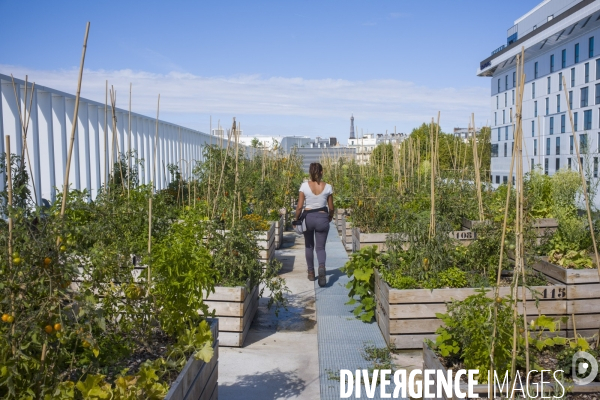 Agriculture urbaine dans paris.