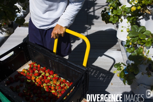 Agriculture urbaine dans paris.