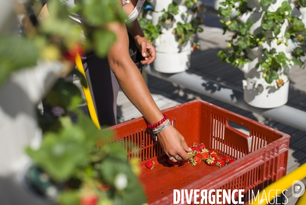 Agriculture urbaine dans paris.