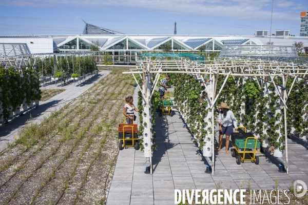 Agriculture urbaine dans paris.