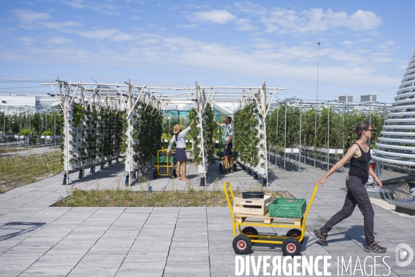 Agriculture urbaine dans paris.