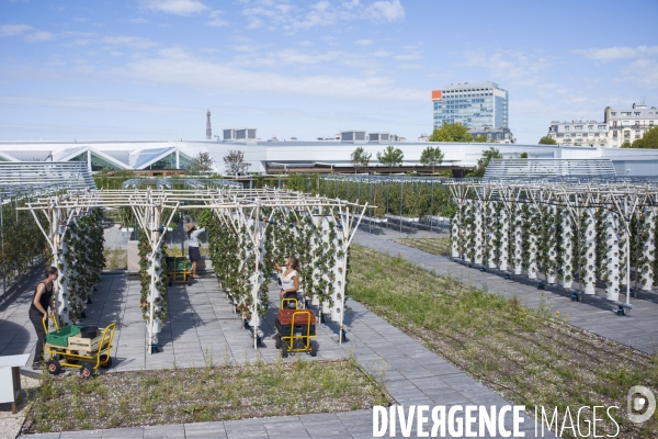 Agriculture urbaine dans paris.