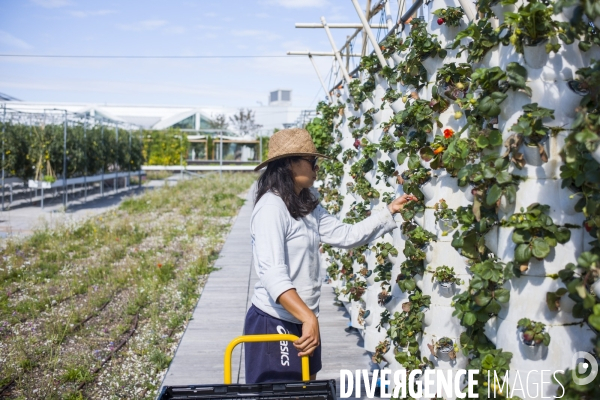 Agriculture urbaine dans paris.