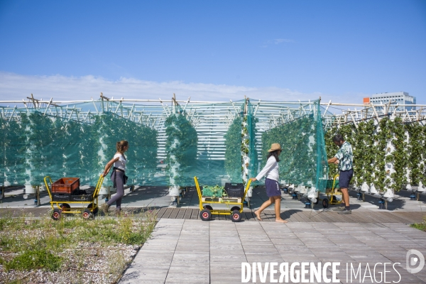 Agriculture urbaine dans paris.