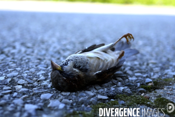 Moineau,tué par une tique ?