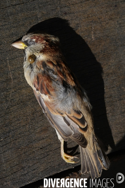 Moineau,tué par une tique ?