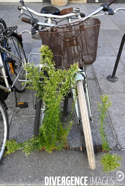 Le vélo et la trottinette à Paris, moyen de transport et de détente. The bicycle and the electric scooter in Paris, means of transport and relaxation.