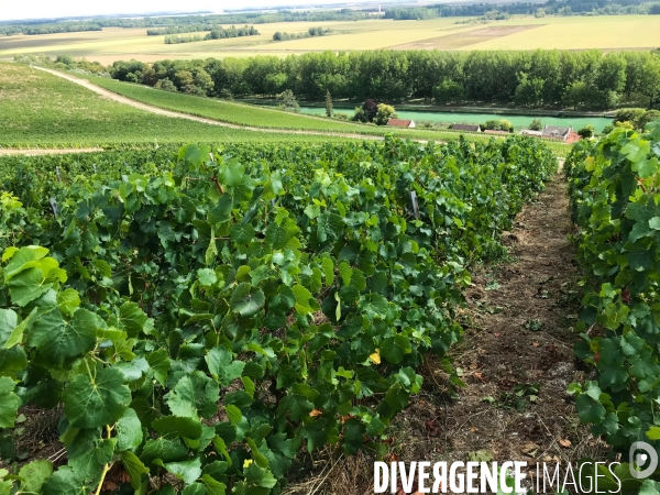 Vendanges 2020