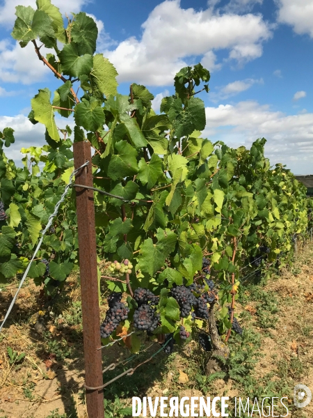 Vendanges 2020