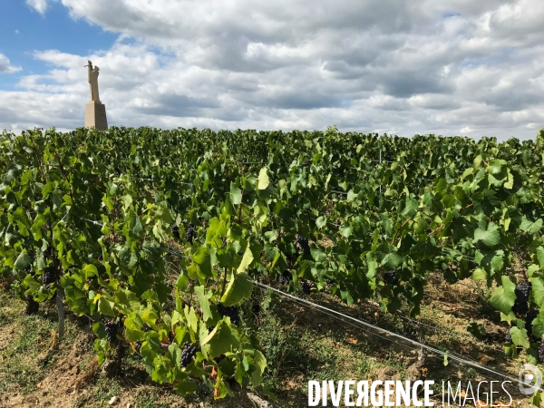 Vendanges 2020