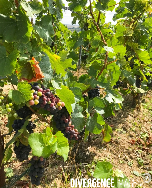 Vendanges 2020