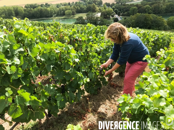 Vendanges 2020