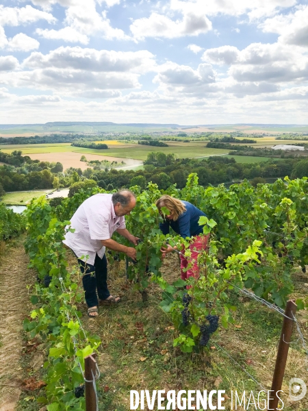 Vendanges 2020