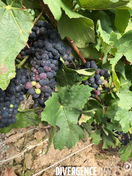 Vendanges 2020