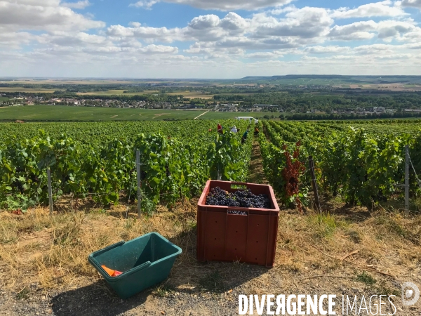 Vendanges 2020