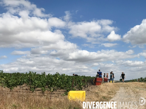 Vendanges 2020