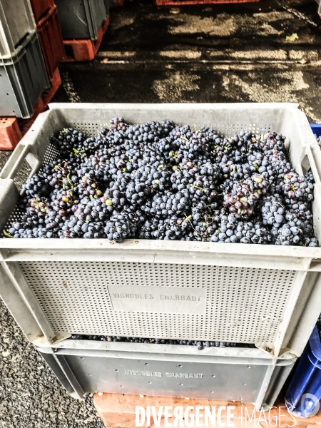 Vendanges 2020