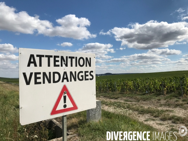 Vendanges 2020