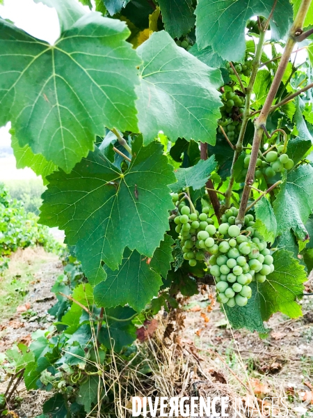 Vendanges 2020