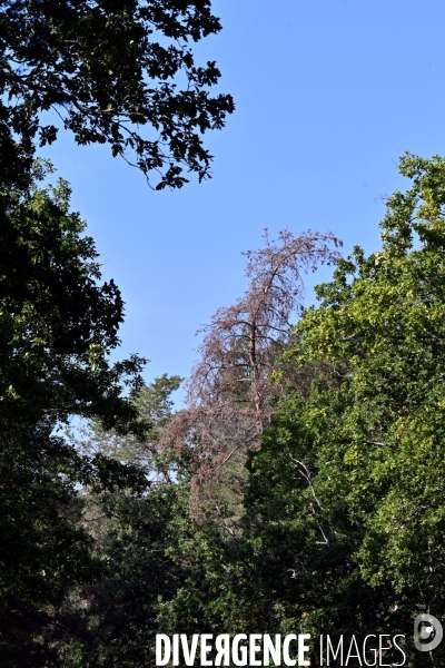Mort des arbres en Sologne