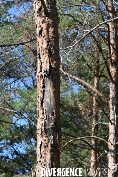 Mort des arbres en Sologne