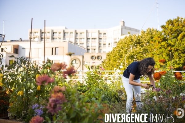 Entreprise cueillette urbaine, specialisee dans l installation de carres potagers en ville.