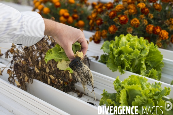 Entreprise cueillette urbaine, specialisee dans l installation de carres potagers en ville.