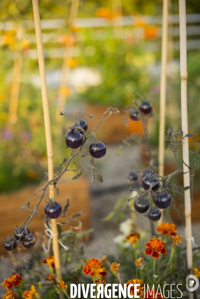 Entreprise cueillette urbaine, specialisee dans l installation de carres potagers en ville.