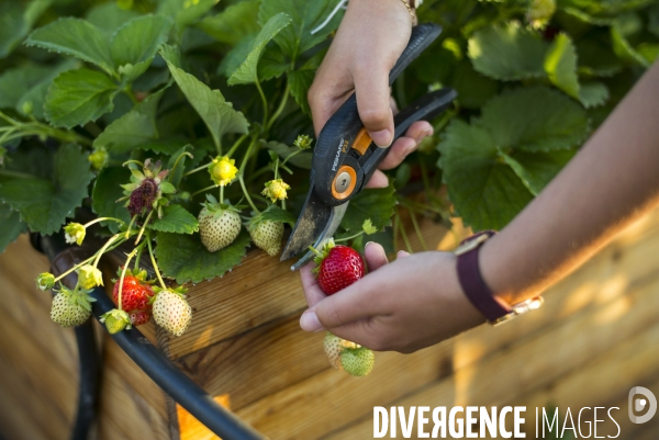 Entreprise cueillette urbaine, specialisee dans l installation de carres potagers en ville.