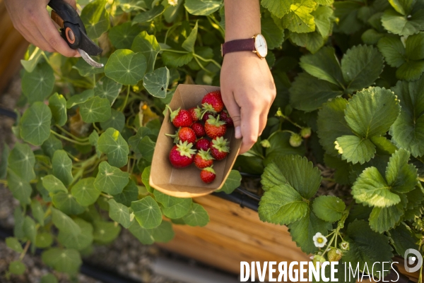 Entreprise cueillette urbaine, specialisee dans l installation de carres potagers en ville.