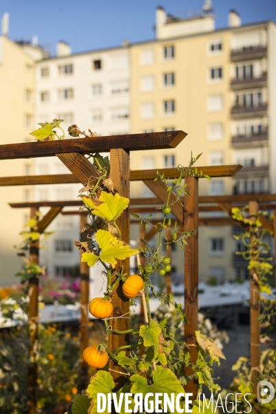 Entreprise cueillette urbaine, specialisee dans l installation de carres potagers en ville.