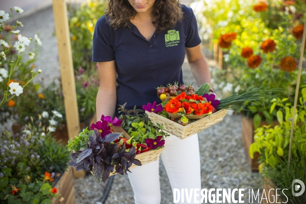 Entreprise cueillette urbaine, specialisee dans l installation de carres potagers en ville.