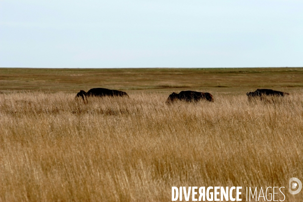 South Dakota Buffalo Round Up