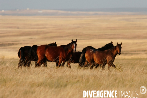 South Dakota Buffalo Round Up