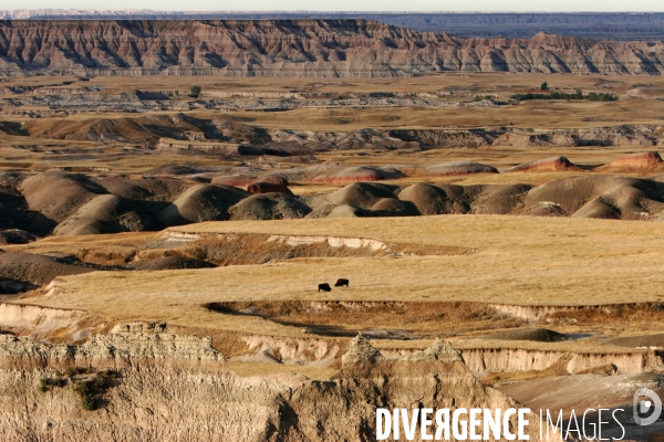 South Dakota Buffalo Round Up