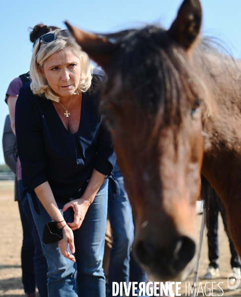 Marine Le Pen dans l Yonne auprès des éleveurs de chevaux