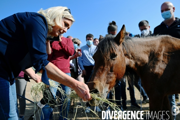 Marine Le Pen dans l Yonne auprès des éleveurs de chevaux