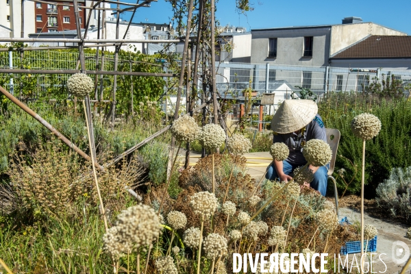 Le jardin sur le toit