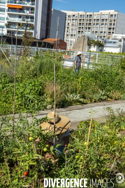 Le jardin sur le toit